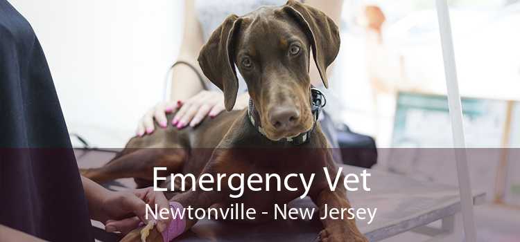 Emergency Vet Newtonville - New Jersey