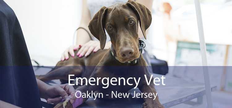 Emergency Vet Oaklyn - New Jersey