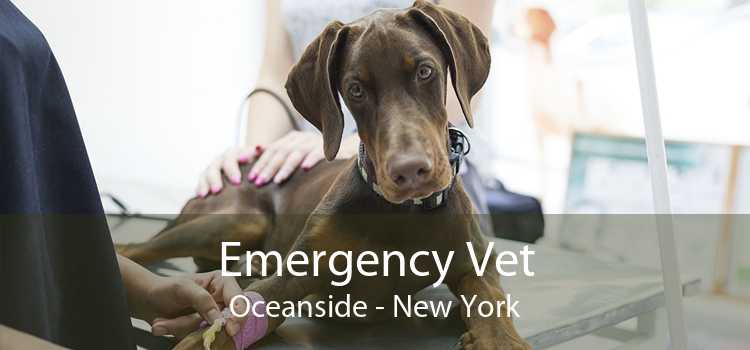 Emergency Vet Oceanside - New York