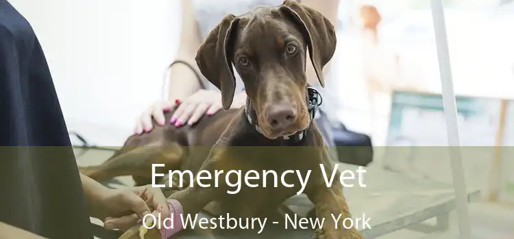 Emergency Vet Old Westbury - New York