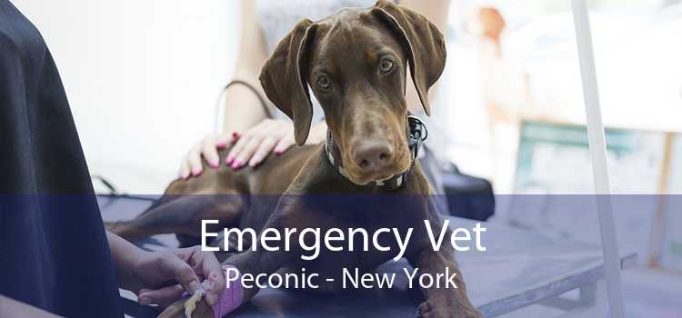 Emergency Vet Peconic - New York