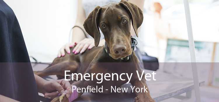 Emergency Vet Penfield - New York