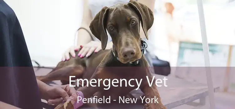 Emergency Vet Penfield - New York