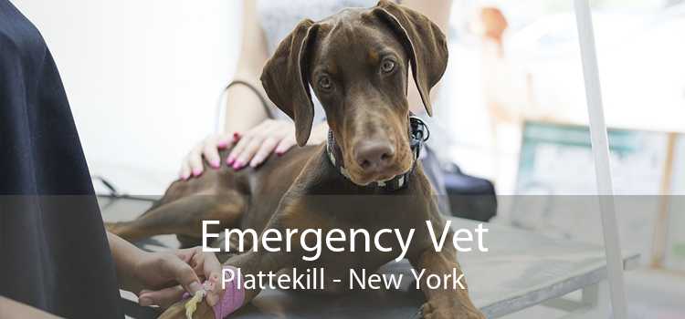 Emergency Vet Plattekill - New York