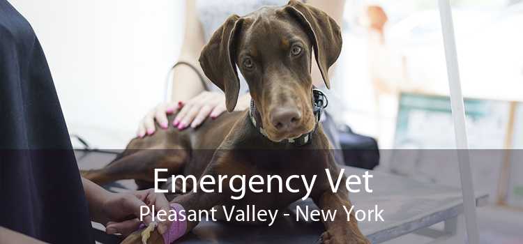 Emergency Vet Pleasant Valley - New York