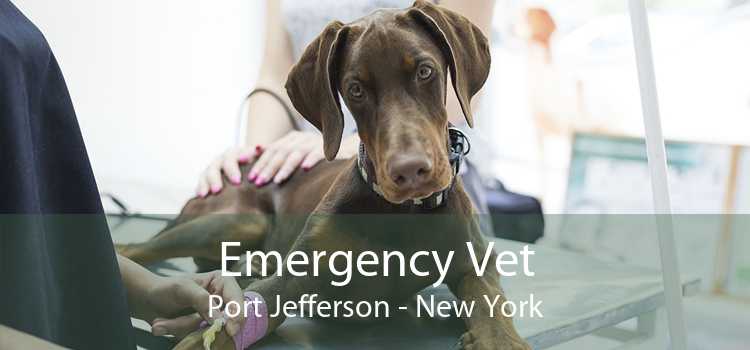 Emergency Vet Port Jefferson - New York