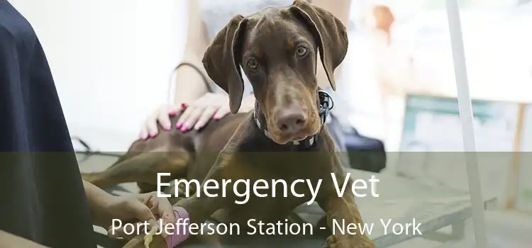 Emergency Vet Port Jefferson Station - New York