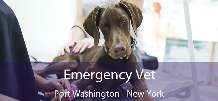 Emergency Vet Port Washington - New York