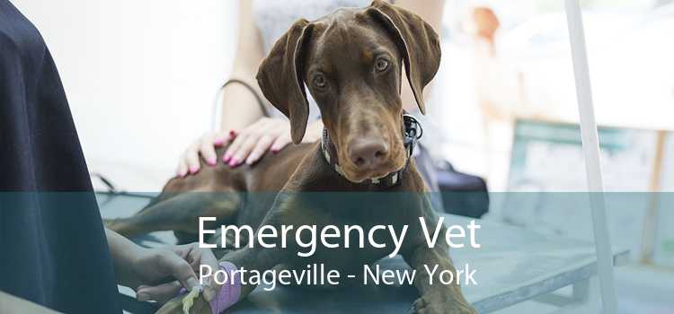 Emergency Vet Portageville - New York
