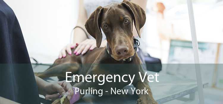 Emergency Vet Purling - New York