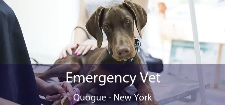 Emergency Vet Quogue - New York