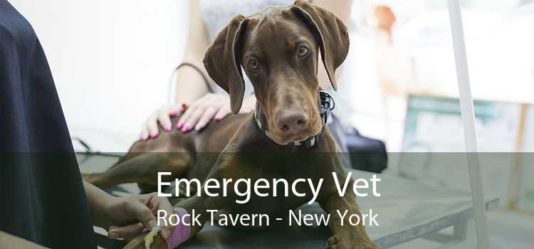 Emergency Vet Rock Tavern - New York