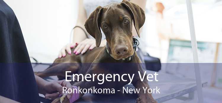 Emergency Vet Ronkonkoma - New York