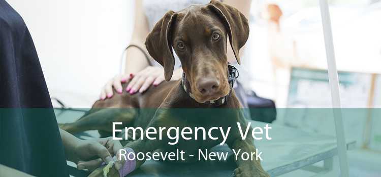 Emergency Vet Roosevelt - New York