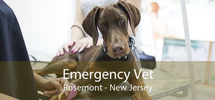 Emergency Vet Rosemont - New Jersey