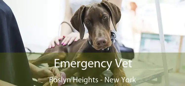 Emergency Vet Roslyn Heights - New York