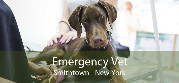 Emergency Vet Smithtown - New York
