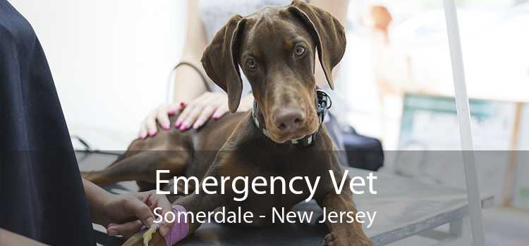 Emergency Vet Somerdale - New Jersey