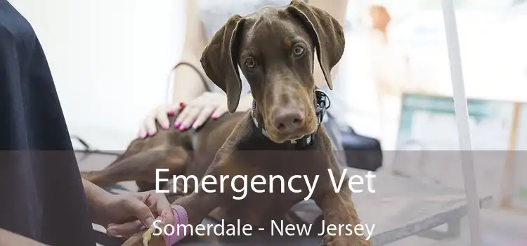 Emergency Vet Somerdale - New Jersey