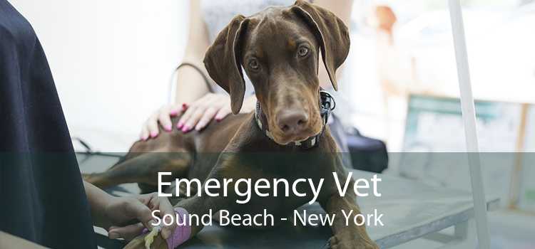 Emergency Vet Sound Beach - New York