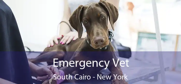 Emergency Vet South Cairo - New York