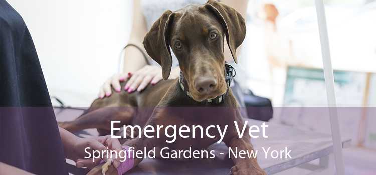 Emergency Vet Springfield Gardens - New York