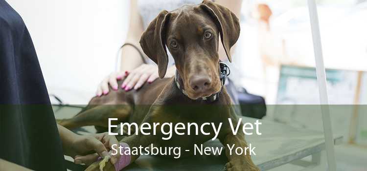 Emergency Vet Staatsburg - New York