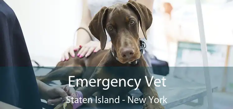 Emergency Vet Staten Island - New York