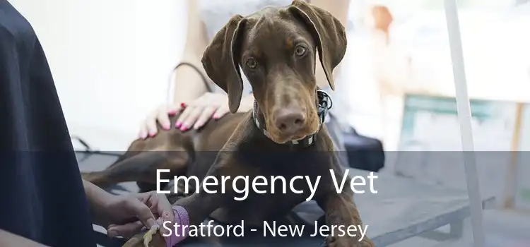 Emergency Vet Stratford - New Jersey
