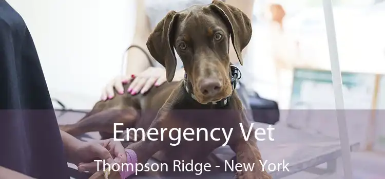 Emergency Vet Thompson Ridge - New York