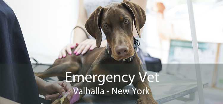 Emergency Vet Valhalla - New York