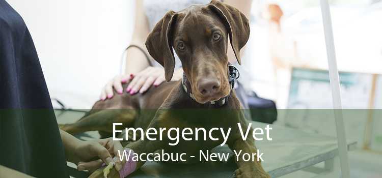 Emergency Vet Waccabuc - New York