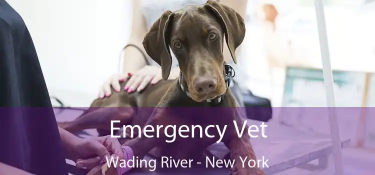 Emergency Vet Wading River - New York