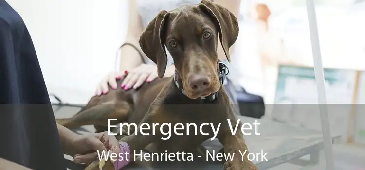 Emergency Vet West Henrietta - New York