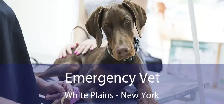 Emergency Vet White Plains - New York