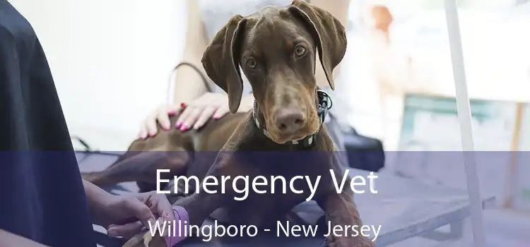 Emergency Vet Willingboro - New Jersey
