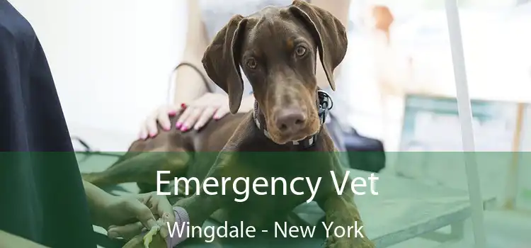 Emergency Vet Wingdale - New York