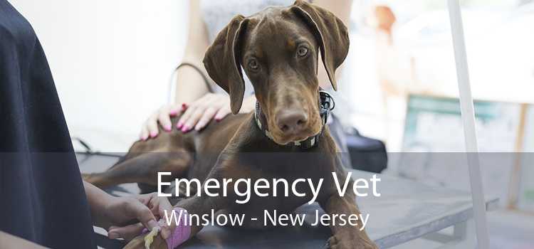 Emergency Vet Winslow - New Jersey