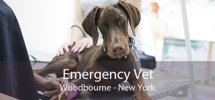 Emergency Vet Woodbourne - New York