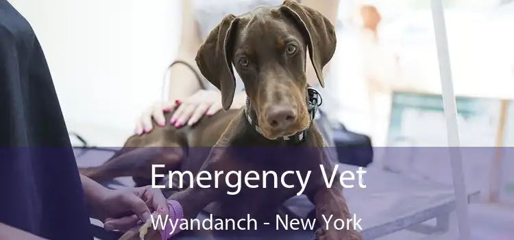 Emergency Vet Wyandanch - New York