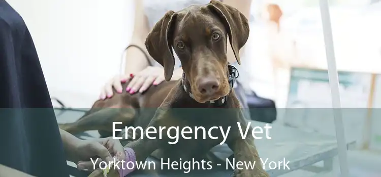 Emergency Vet Yorktown Heights - New York