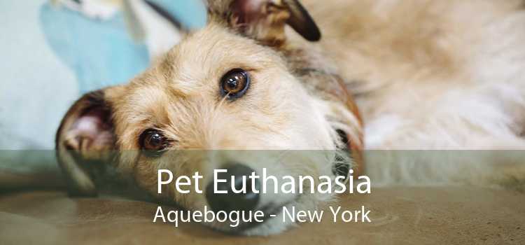 Pet Euthanasia Aquebogue - New York