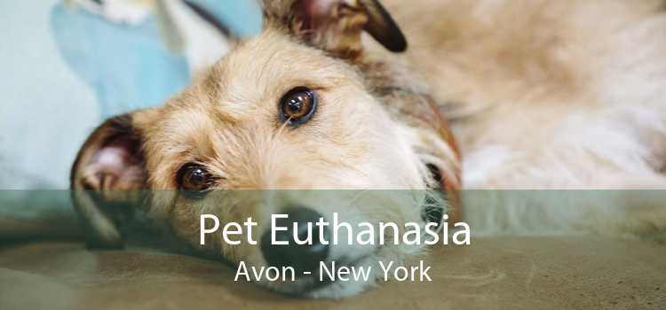 Pet Euthanasia Avon - New York