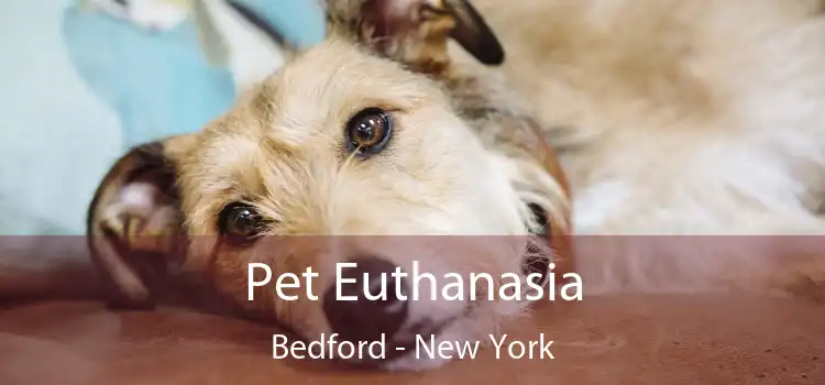 Pet Euthanasia Bedford - New York