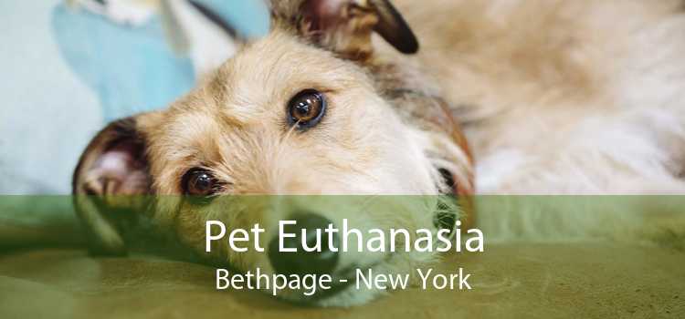 Pet Euthanasia Bethpage - New York