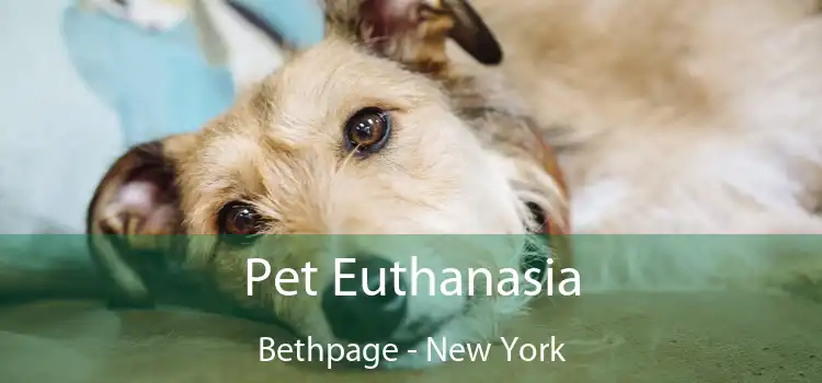 Pet Euthanasia Bethpage - New York