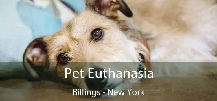 Pet Euthanasia Billings - New York