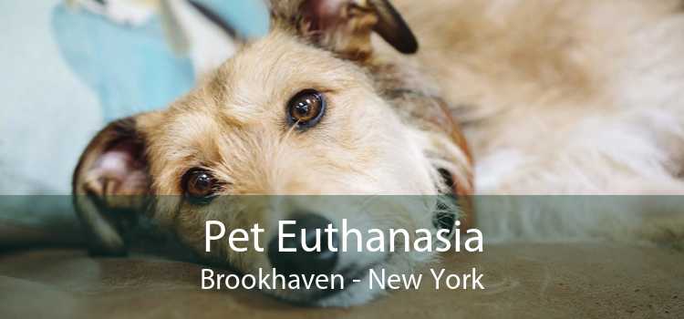 Pet Euthanasia Brookhaven - New York