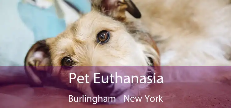 Pet Euthanasia Burlingham - New York