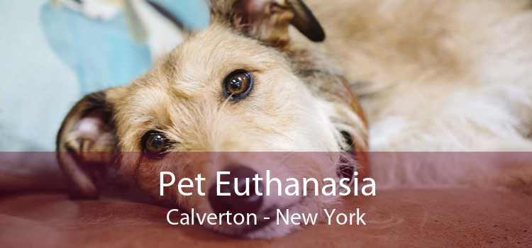 Pet Euthanasia Calverton - New York
